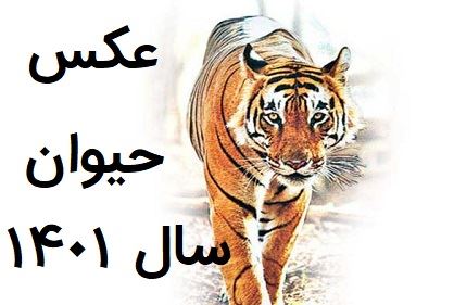 زمان دقیق تحویل سال 1401؛حیوان سال 1401+ مدل شمعهای 1401