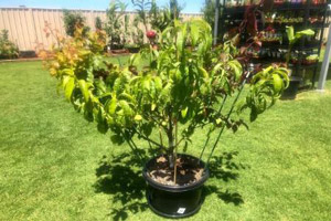 عجیب ترین درخت ثبت شده گینس توسط حسام صراف+ عکس