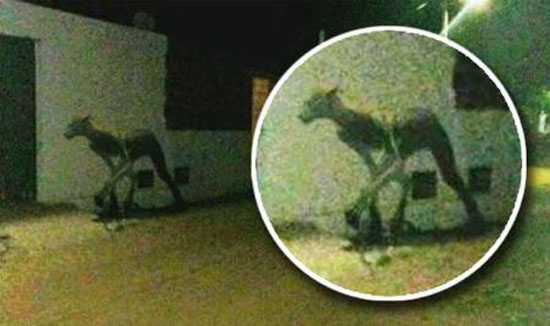 انسان سگ نما که نصف انسان نصف سگ است + عکس