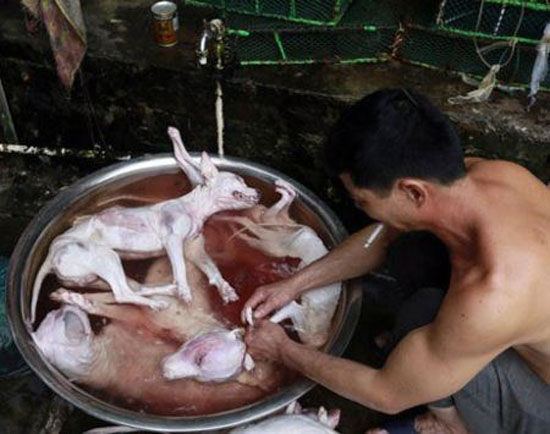 خوردن عجیب سر سگ و گربه در جنوب شرقی چین (عکس 18+)