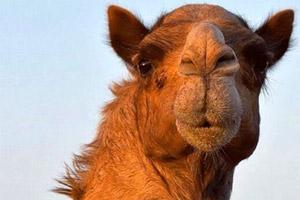 جنجال آرایش کردن و پروتز لب شتر در عربستان و ممنوعیت آن+ عکس