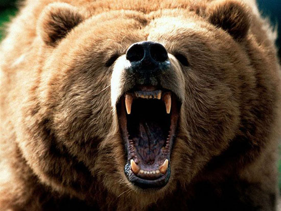 دیدن خرس در خواب چه تعبیری دارد ؟ همه تعابیر خواب خرس