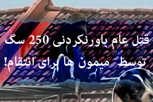 قتل عام باورنکردنی 250 توله سگ توسط میمون های انتقام جو + عکس