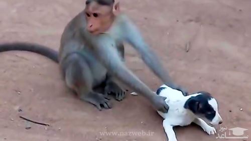 قتل عام باورنکردنی 250 توله سگ توسط میمون های انتقام جو + عکس