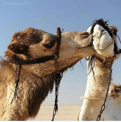 عکس های بمب خنده؛ داغ و جدید 2022