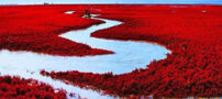 آشنایی با ساحل سرخ چین; عکس های ساحلی زیبا و چشم نواز در چین