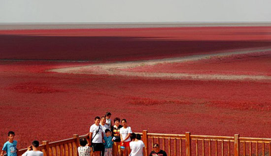 آشنایی با ساحل سرخ چین; عکس های ساحلی زیبا و چشم نواز در چین