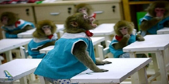 کالج میمون ها در تایلند برای باسواد کردن میمون ها + عکس