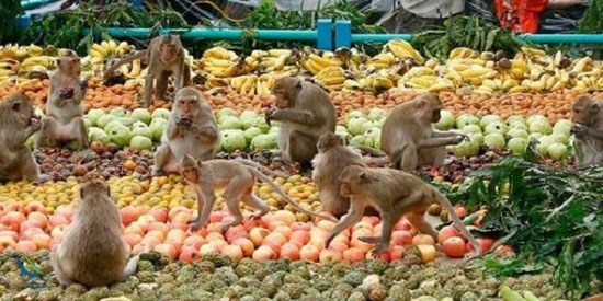 کالج میمون ها در تایلند برای باسواد کردن میمون ها + عکس