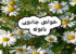 بابونه رومی چیست و چه خواصی دارد + موارد مصرف بابونه رومی