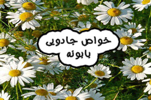 بابونه رومی چیست و چه خواصی دارد + موارد مصرف بابونه رومی بابونه رومی چیست و چه خواصی دارد + موارد مصرف بابونه رومی