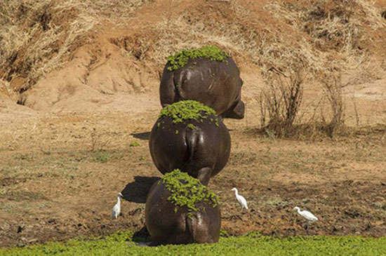 خنده دارترین عکس های طنز و باحال از سراسر جهان 2022