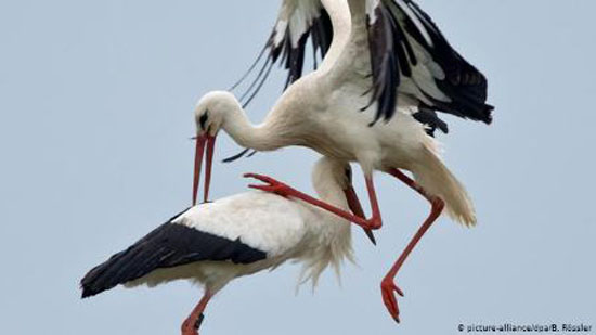 پرنده‌ هایی که تا لحظه مرگ به همسر خود وفادار هستند + عکس