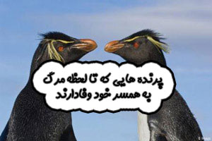 پرنده‌ هایی که تا لحظه مرگ به همسر خود وفادار هستند + عکس