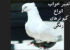 تعبیر خواب کبوتر و انواع رنگ کبوتر؛ تعبیر خواب فضله کبوتر