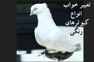 تعبیر خواب کبوتر و انواع رنگ کبوتر؛ تعبیر خواب فضله کبوتر