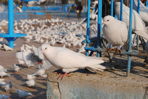 لاکچری پسندها گوشت کبوتر بخورین! خواص گوشت کبوتر