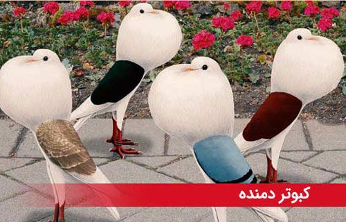 لاکچری پسندها گوشت کبوتر بخورین! خواص گوشت کبوتر