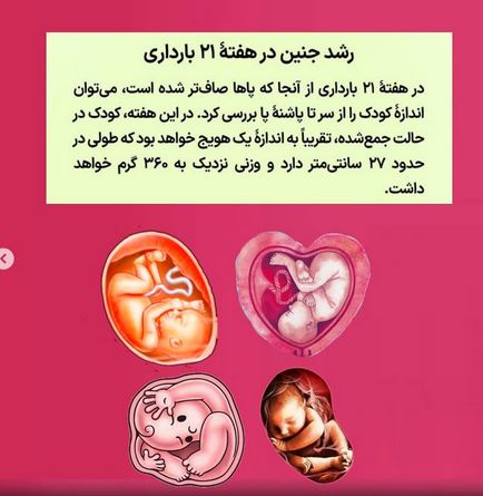 تفسیر جذاب ضربان قلب جنین FHR در سونوگرافی بارداری