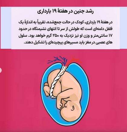 تفسیر جذاب ضربان قلب جنین FHR در سونوگرافی بارداری
