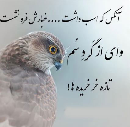 عکس های پروفایل و نامبر وان برای هر نوع سلیقه/ خاص و زیبا