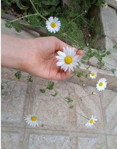 برترین گالری عکس های گوناگون برای همه سلیقه ها/ پروفایل استوری