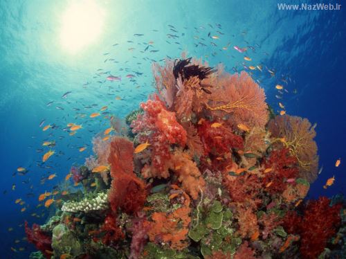 زیباترین تصاویر خیره کننده از اعماق اقیانوس |تم - والیپر