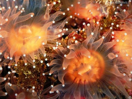 زیباترین تصاویر خیره کننده از اعماق اقیانوس |تم - والیپر