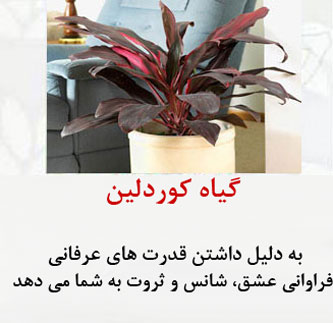 8 گیاه ثروت ساز! ارمغان فوری ثروت با گیاهان پول ساز