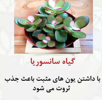 8 گیاه ثروت ساز! ارمغان فوری ثروت با گیاهان پول ساز