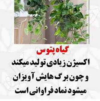 8 گیاه ثروت ساز! ارمغان فوری ثروت با گیاهان پول ساز