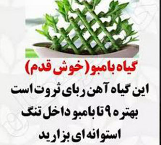8 گیاه ثروت ساز! ارمغان فوری ثروت با گیاهان پول ساز