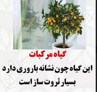 8 گیاه ثروت ساز! ارمغان فوری ثروت با گیاهان پول ساز