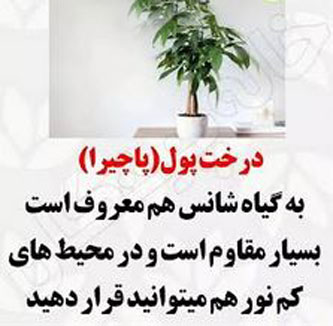 8 گیاه ثروت ساز! ارمغان فوری ثروت با گیاهان پول ساز