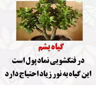 8 گیاه ثروت ساز! ارمغان فوری ثروت با گیاهان پول ساز