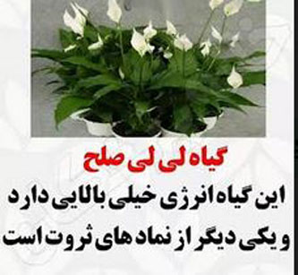 8 گیاه ثروت ساز! ارمغان فوری ثروت با گیاهان پول ساز