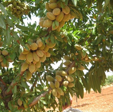 آشنایی بیشتر با نهال درخت انگور و جایگاه آن در بین کشاورزان ایرانی