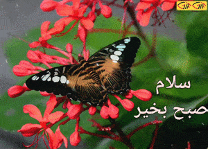 گیف و شعرهای نو صبح بخیر با اشعار عاشقانه پروفایل ایتا و واتساپ