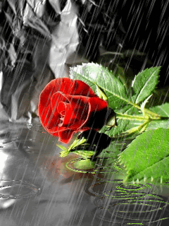 گیف و شعرهای نو صبح بخیر با اشعار عاشقانه پروفایل ایتا و واتساپ