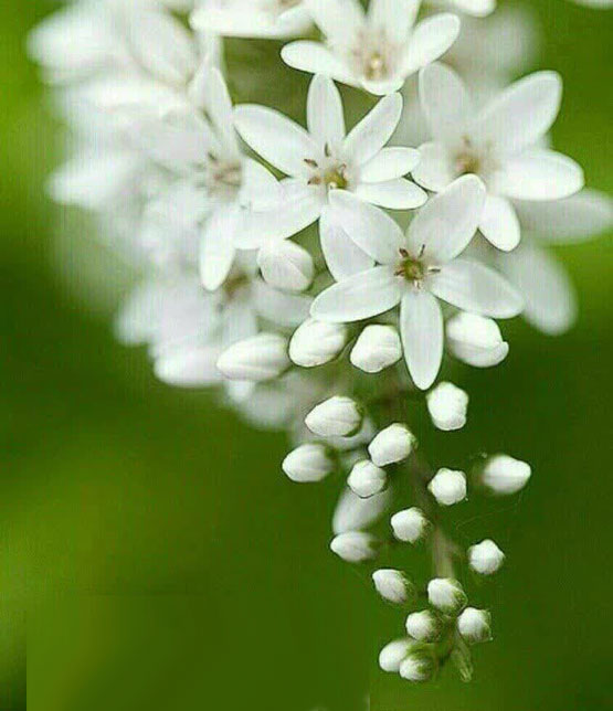 عکس های زیبا از کارت پستال های عاشقانه