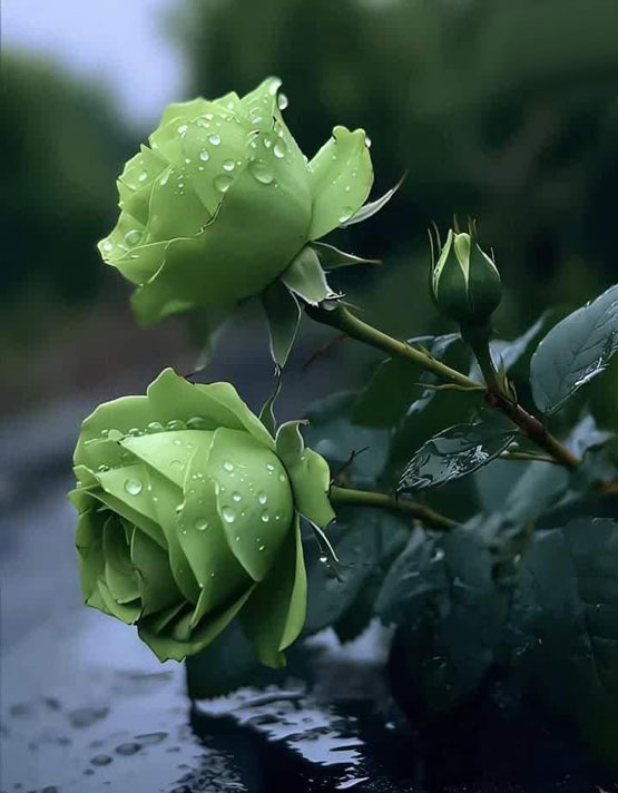 عکس های زیبا از کارت پستال های عاشقانه