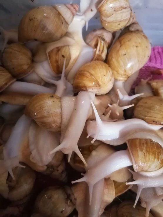 آموزش روغن گیری تخم حلزون