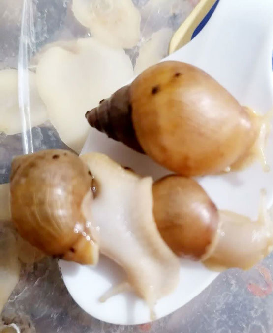 حلزون یا لیسه چیست