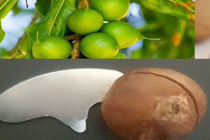 ماکادمیای کلید دار گران ترین خشکبار جهان + عکس