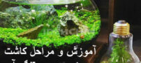 آموزش جدیدترین سبزه عید در تنگ با گیاه آبزی| عکسهای مدل سبزه