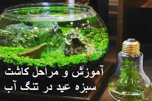 آموزش جدیدترین سبزه عید در تنگ با گیاه آبزی| عکسهای مدل سبزه آموزش جدیدترین سبزه عید در تنگ با گیاه آبزی| عکسهای مدل سبزه