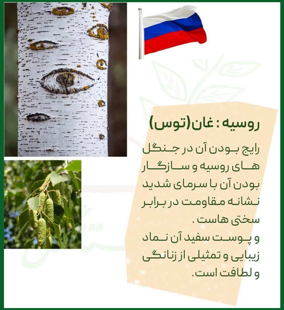 هر درخت نماد کدام کشور است از الهه آتنا تا جینکو