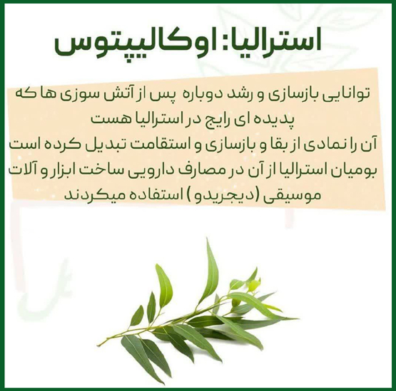 هر درخت نماد کدام کشور است از الهه آتنا تا جینکو