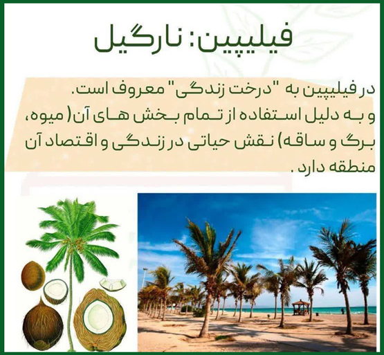 هر درخت نماد کدام کشور است از الهه آتنا تا جینکو
