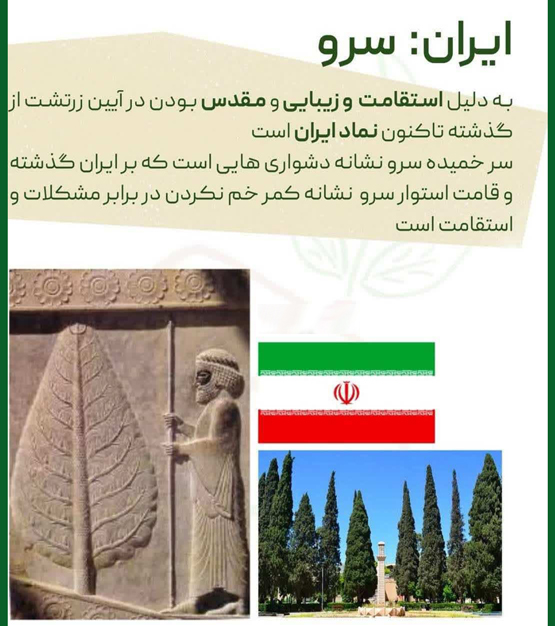 هر درخت نماد کدام کشور است از الهه آتنا تا جینکو